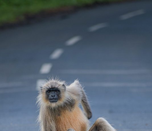 silly monkey in road