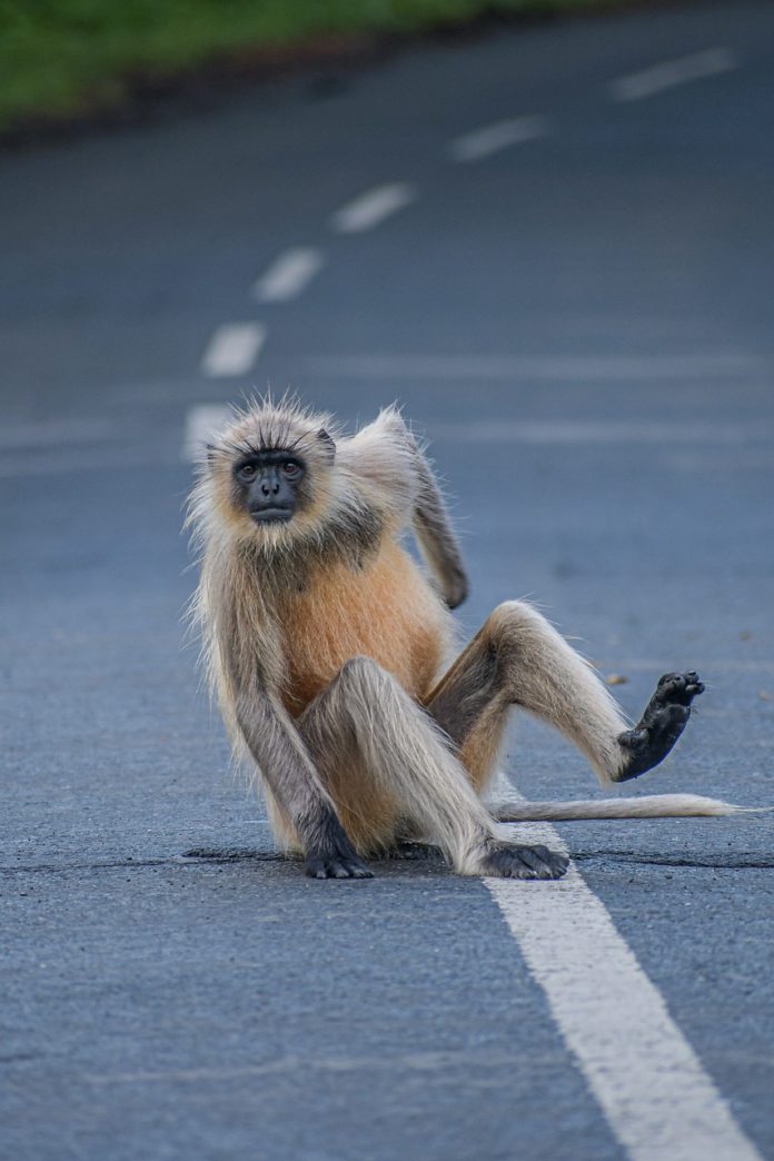 silly monkey in road