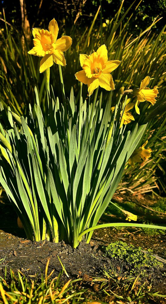 Daffodils