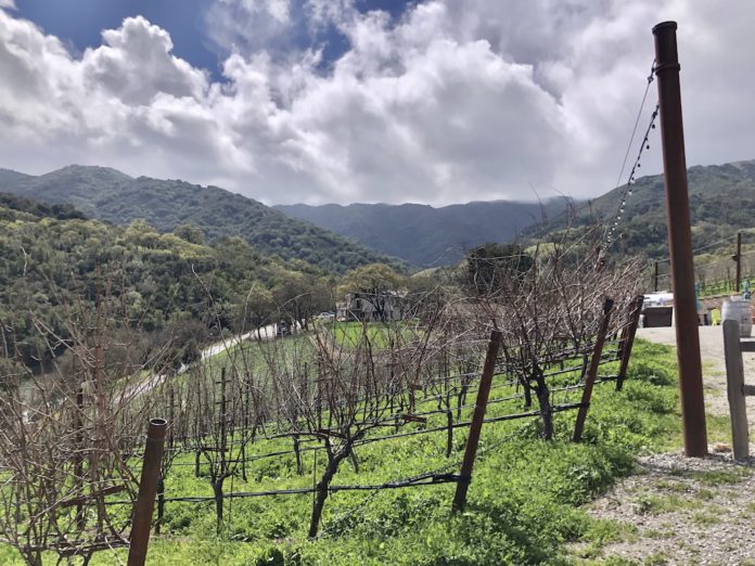 Vineyard scene