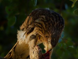 hawk and squirrel