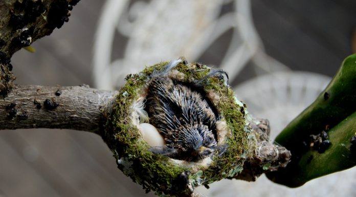 baby hummingbird