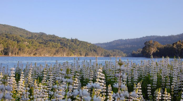 flowers in bloom