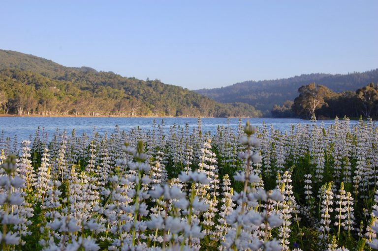 flowers in bloom