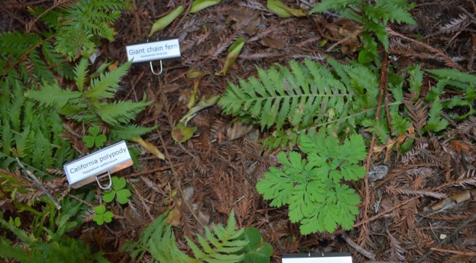 native plants