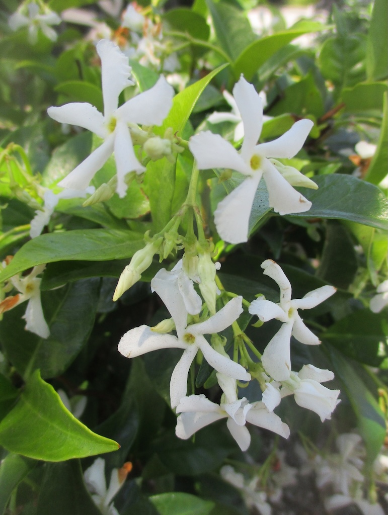 star jasmine