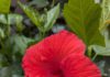 hibiscus (red)