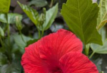 hibiscus (red)