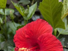 hibiscus (red)