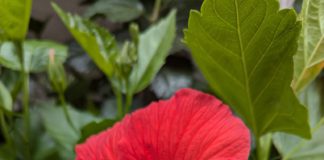 hibiscus (red)