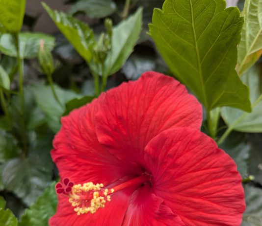 hibiscus (red)