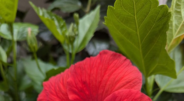 hibiscus (red)