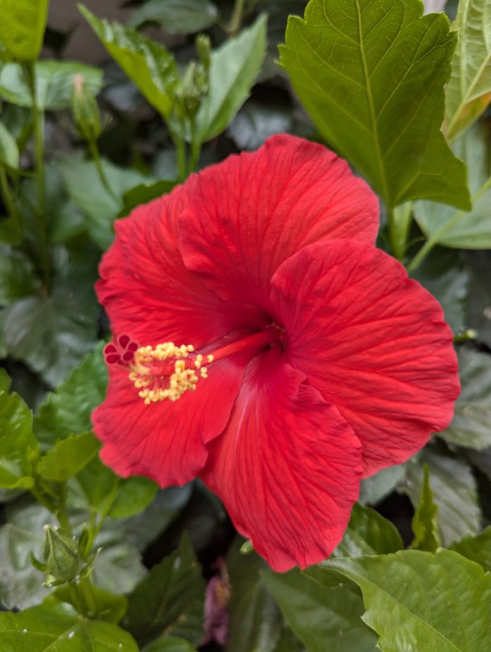 hibiscus (red)