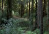 Bear Creek Redwoods
