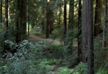 Bear Creek Redwoods