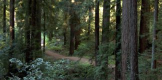 Bear Creek Redwoods