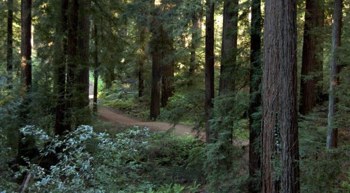 Bear Creek Redwoods