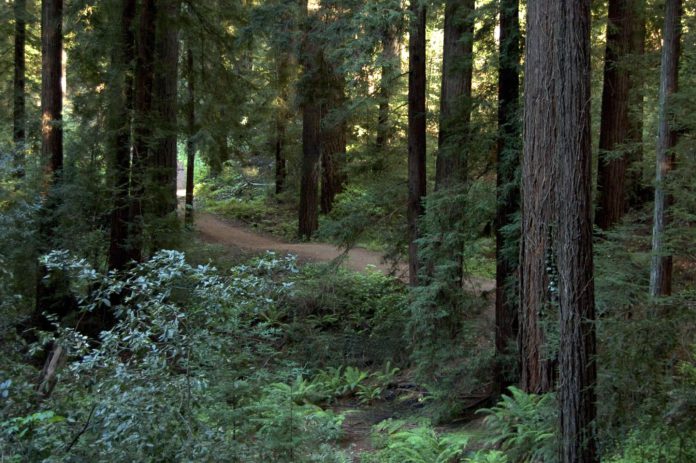 Bear Creek Redwoods Bear Creek Redwoods