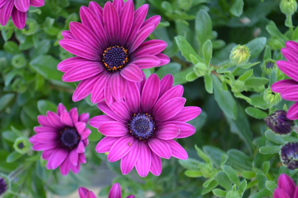 purple flowers