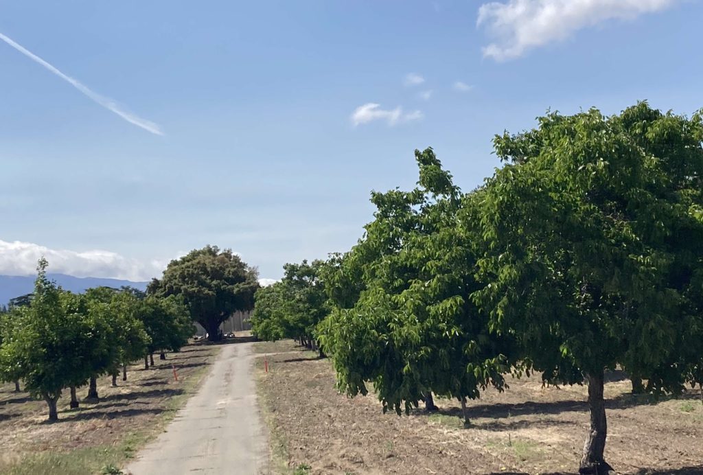 orchard in Los Gatos