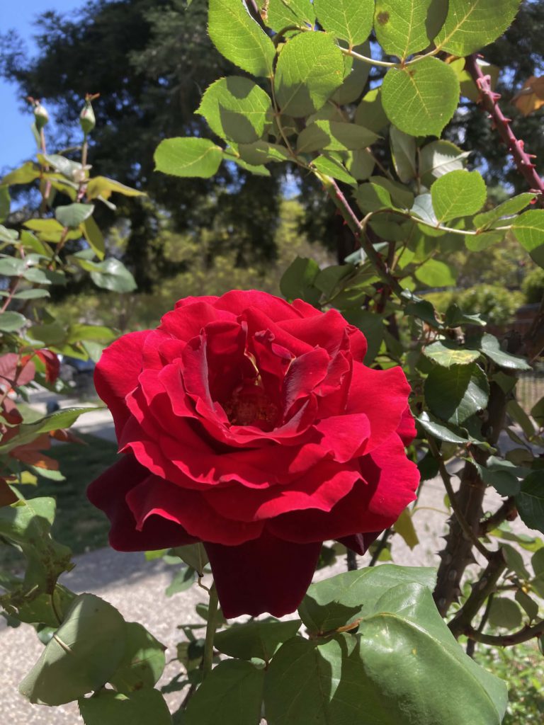 bright red rose