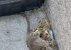 dead rat by bait box in Los Gatos