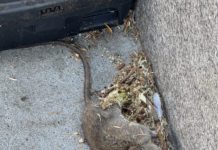 dead rat by bait box in Los Gatos