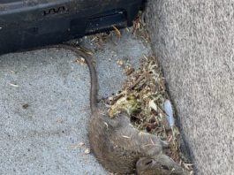 dead rat by bait box in Los Gatos