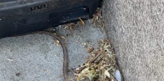 dead rat by bait box in Los Gatos