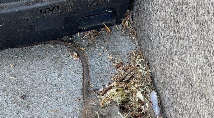 dead rat by bait box in Los Gatos