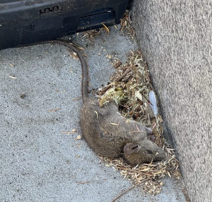 IMG_2534 dead rat by bait box in Los Gatos