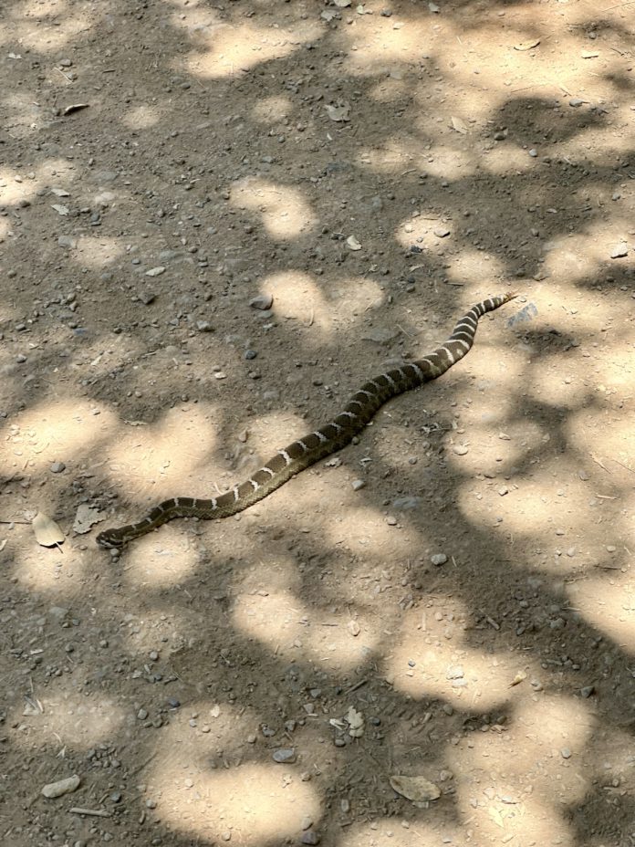 June 19 snake