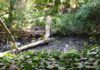 Los Gatos Creek
