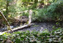 Los Gatos Creek