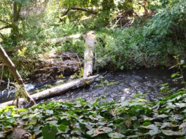 Los Gatos Creek