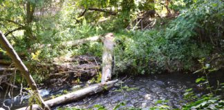 Los Gatos Creek