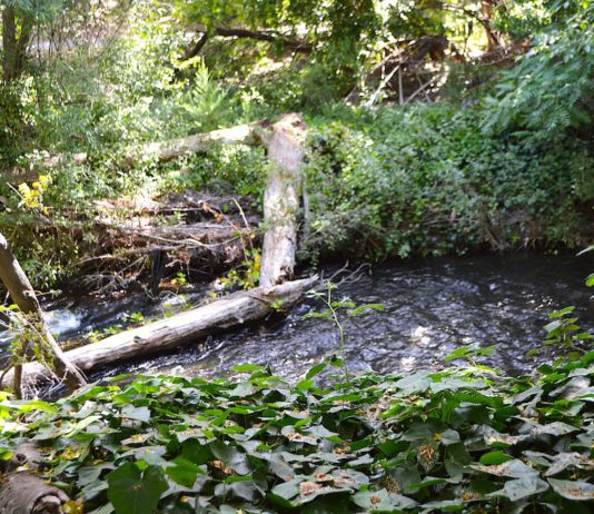 Los Gatos Creek