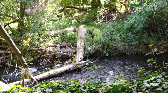 Los Gatos Creek