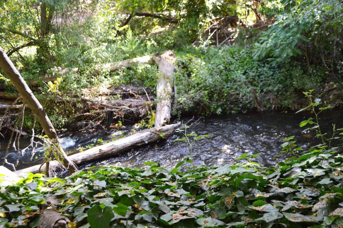 Los Gatos Creek Los Gatos Creek