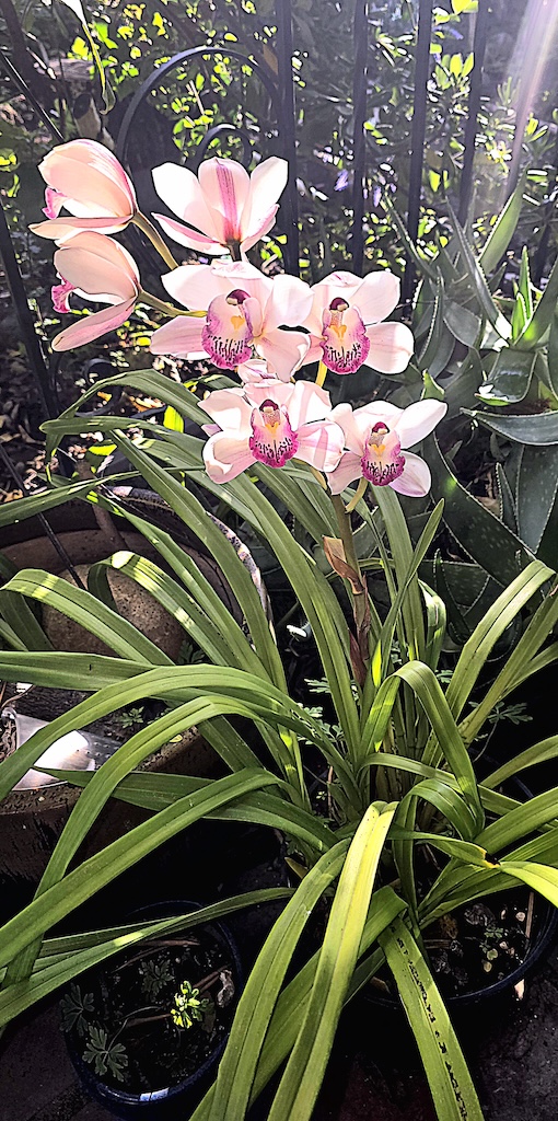 orchids