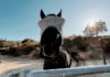 horse closeup