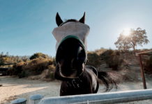 horse closeup