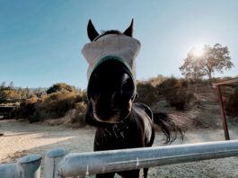 horse closeup