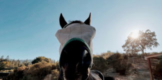 horse closeup