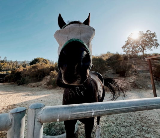 horse closeup