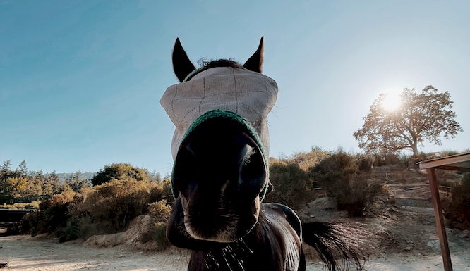 horse closeup