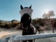 horse closeup