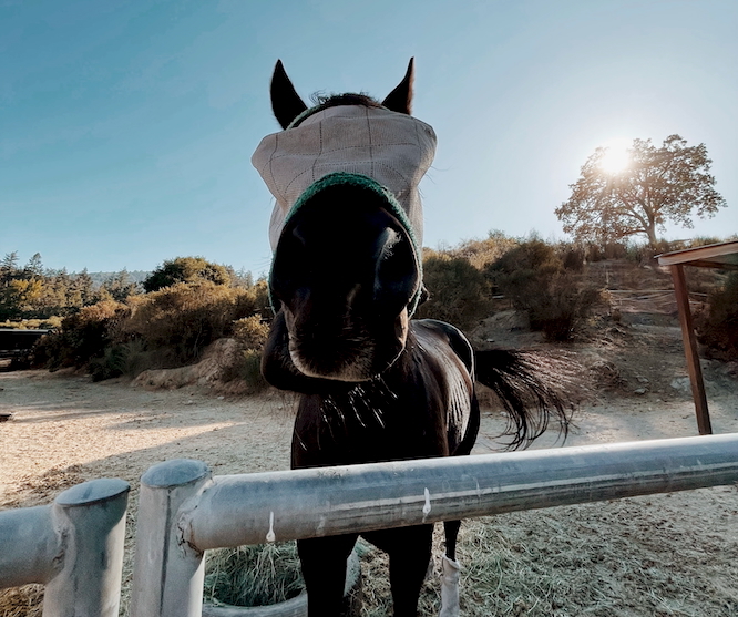 7350 edit2-3 horse closeup