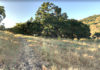 Oak woodland hillside