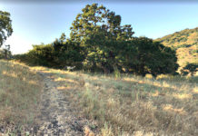 Oak woodland hillside